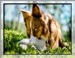 Pies, Border Collie, Łąka